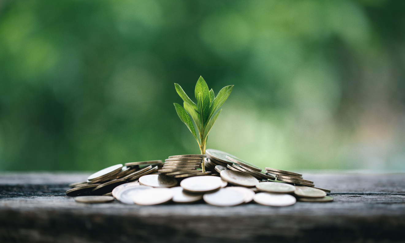 environment business concept growth. The green growth on the coin show the development of investment of an economic success. The profit of the money tree on coins are increasing and saving.