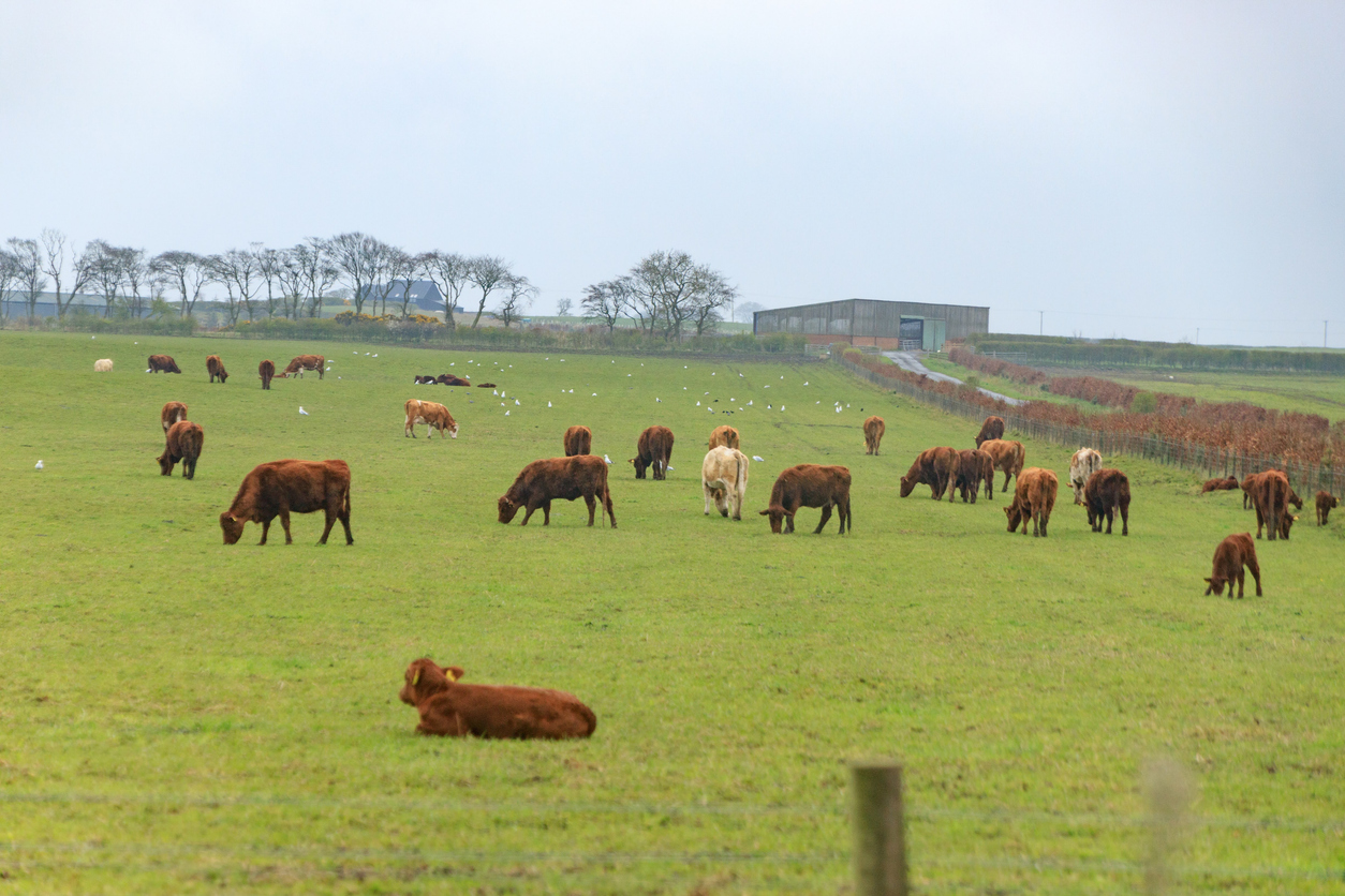 Grazing Cattle on a Lush Green Pasture